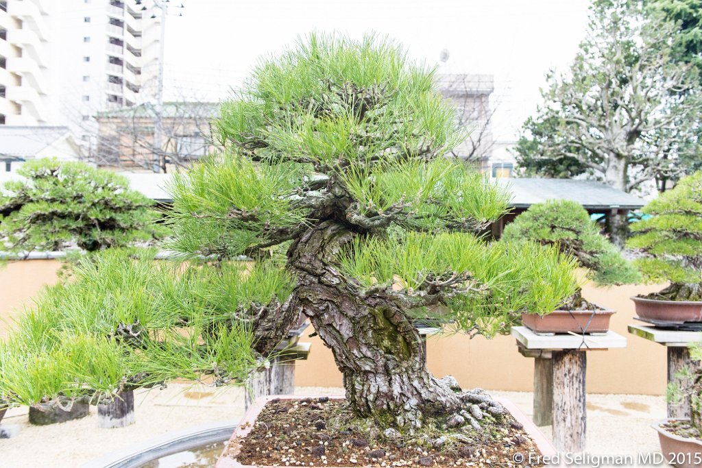 20150310_160639 D4S.jpg - Bonsai Museum and Gardens Tokyo, a famous garden more than 400 years old. Rare bonsai are more than 500 years old.